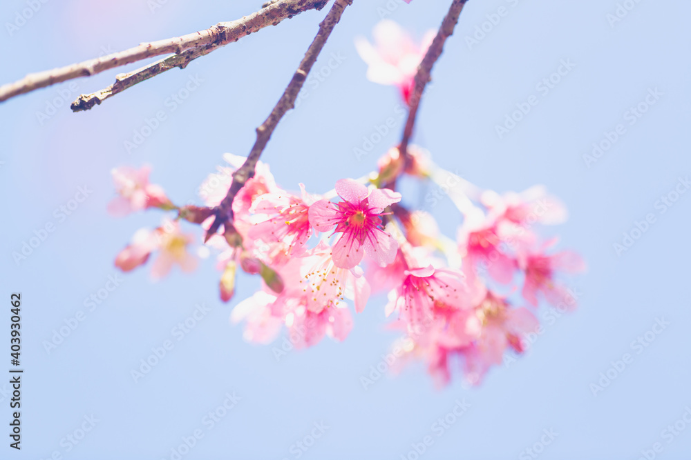 Beautiful cherry blossom, Prunus cerasoides in Thailand, bright pink flower of Sakura on the high mountains of Chiang Rai. Spring background and beautiful natural scenery. Beautiful cherry blossom, Prunus cerasoides in Thailand, bright pink flower of Sakura on the high mountains of Chiang Rai. Spring background and beautiful natural scenery.