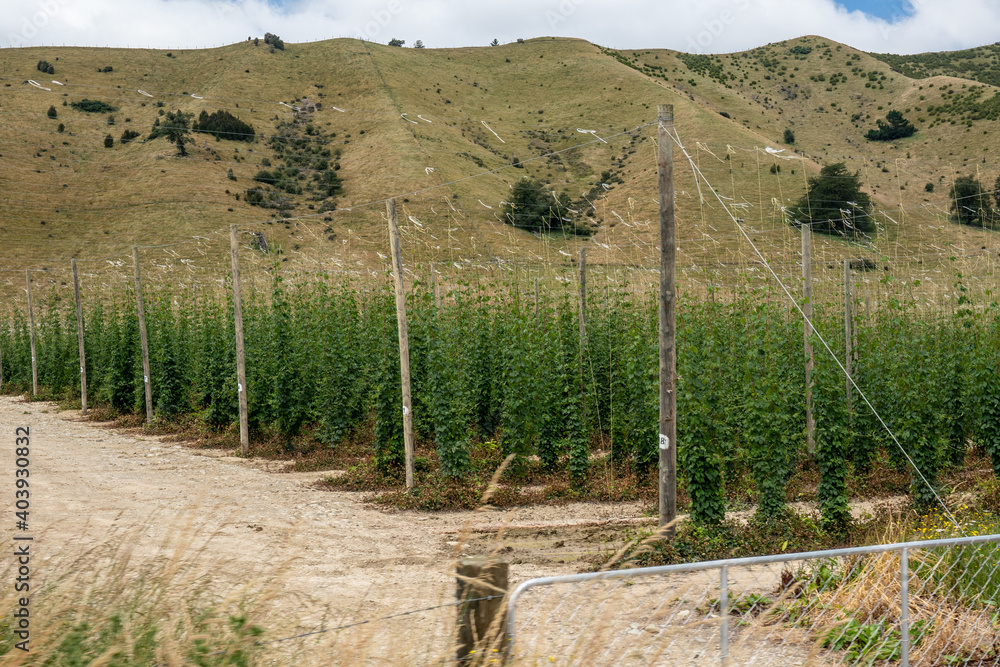 Beer Hop vines growing in Riwaka in New Zealand