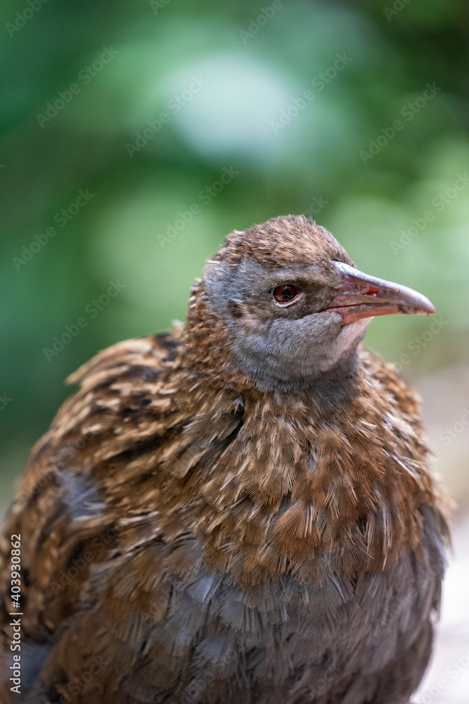 Close up of a Weka Rail bird in New Zealand Close up of a Weka Rail bird in New Zealand
