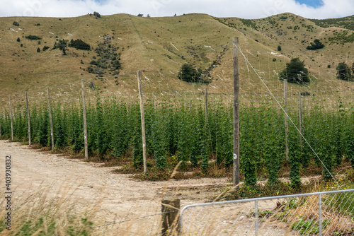 Beer Hop vines growing in Riwaka in New Zealand photo