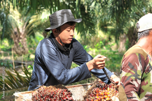 Young Asian farmer harvest oil palm. Portrait traditional farmer carry away oil palm fruitlets