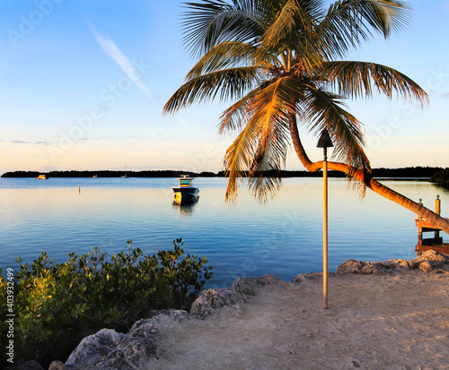trees on the beach