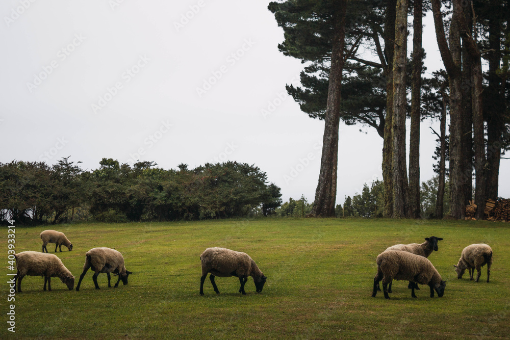 Naklejka premium sheep in the grass field
