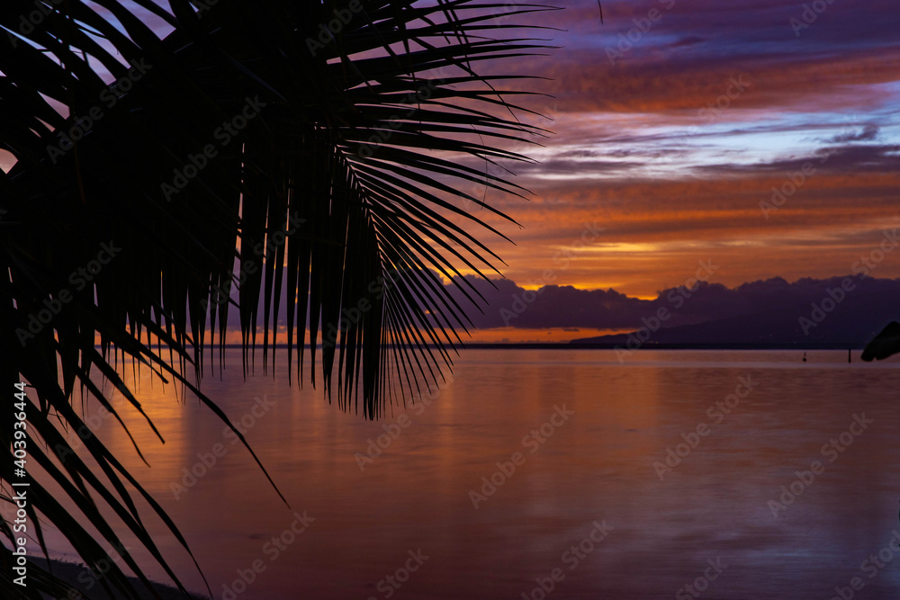 Fototapeta premium Palm tree fronds in silhouette during tropical island ocean colorful sunrise