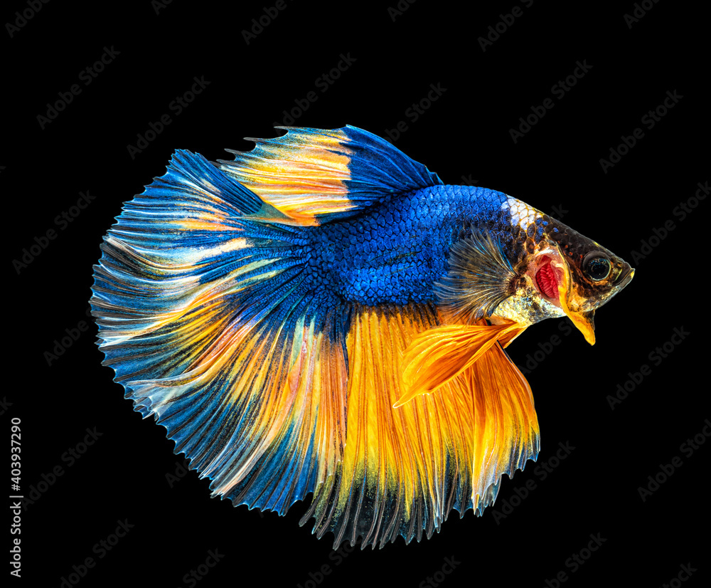 Obraz premium Movement beautiful of colorful siamese betta fish or half moon betta splendens fighting fish in thailand on black color background. underwater animal or pet concept.