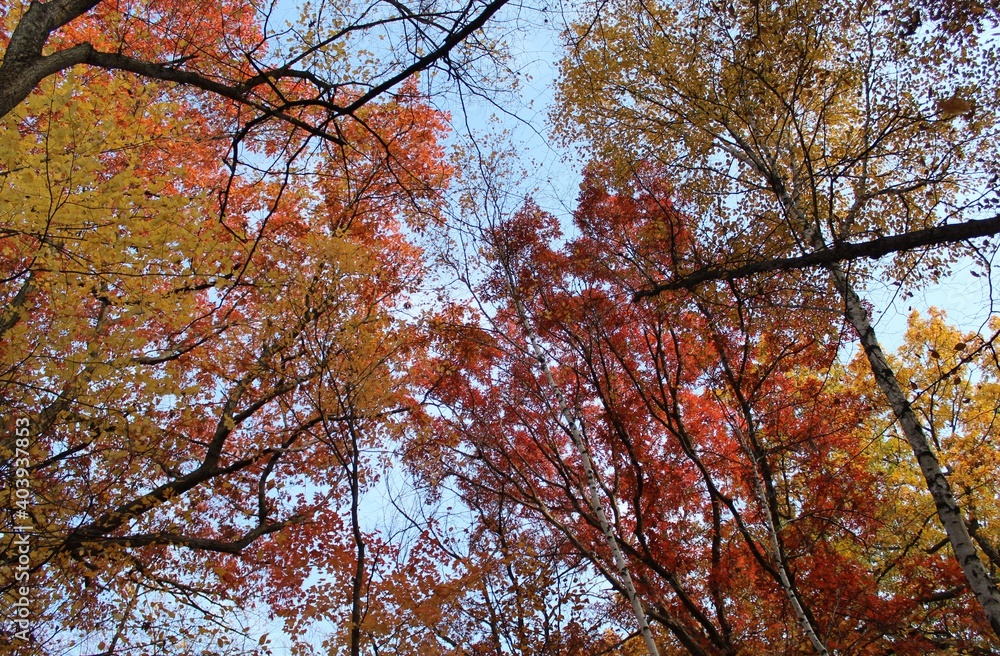 autumn in the forest autumn in the forest