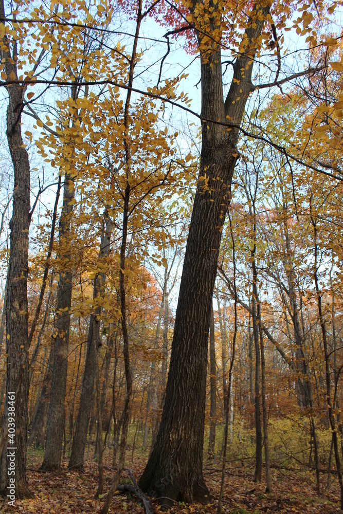 Obraz premium autumn in the forest