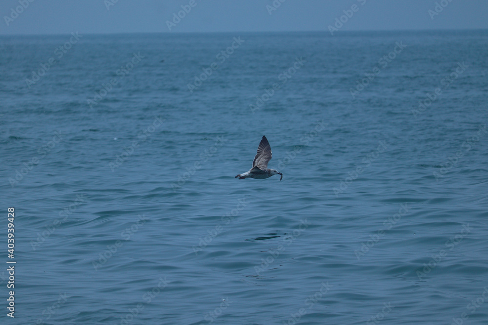 Fototapeta premium Flying bird over the sea