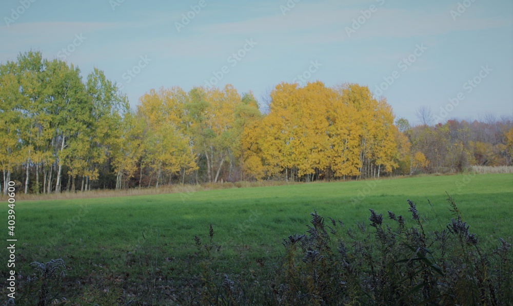 autumn landscape in the forest autumn landscape in the forest