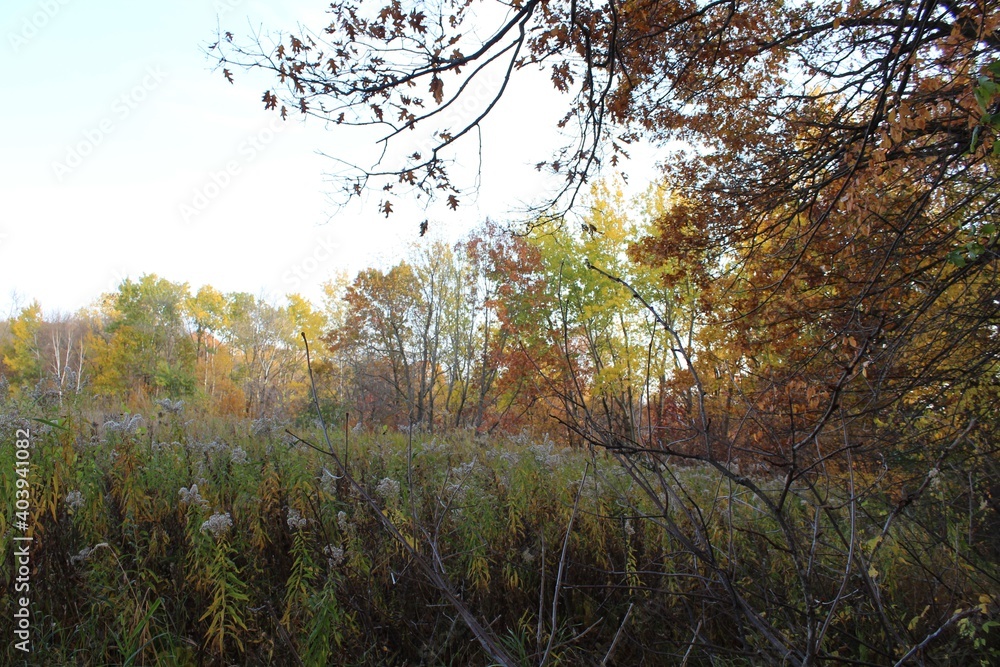 Fototapeta premium autumn in the forest