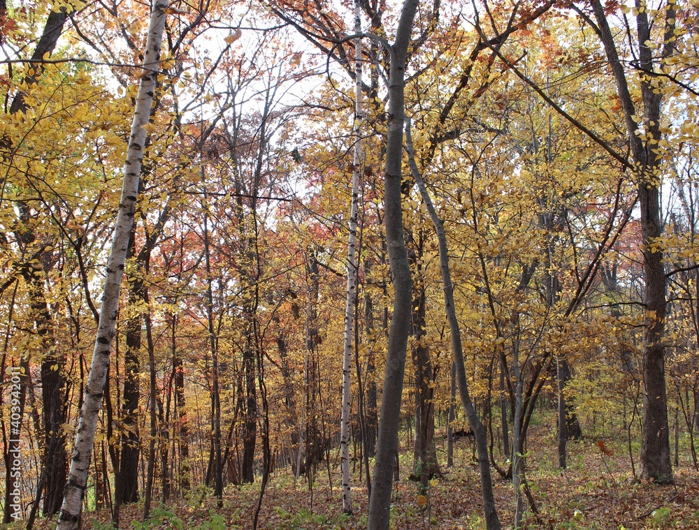 Fototapeta premium autumn in the woods