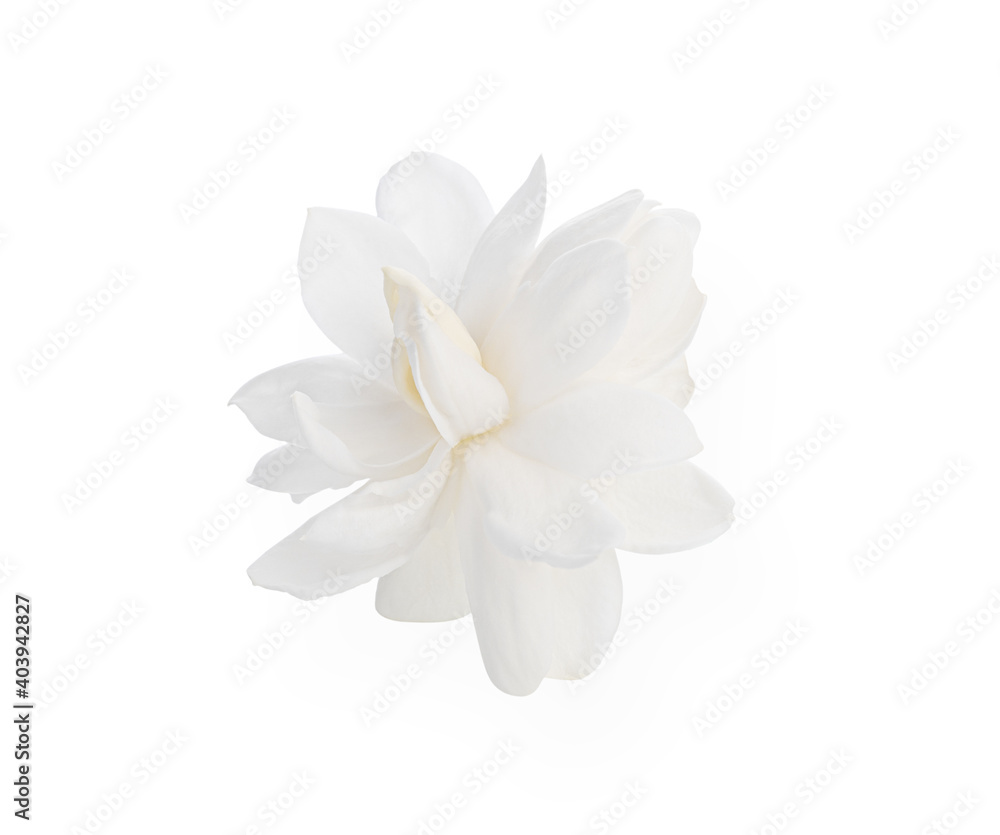 Jasmine Flower isolated on white background.