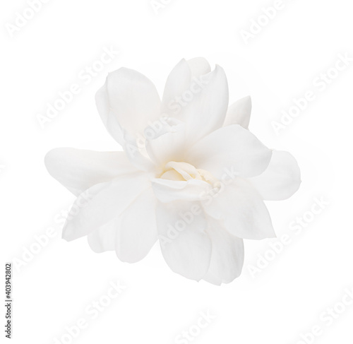 Jasmine Flower isolated on white background. Top view © watkung
