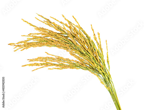 rice seeds isolated on white background . Top view