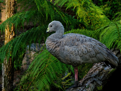 Fototapeta Closeup of a Cape Barren goose perched on a tree under the sunlight