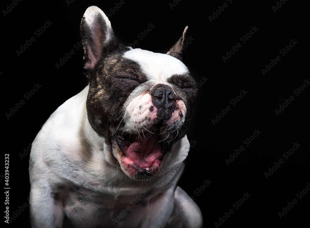 Obraz premium Cão