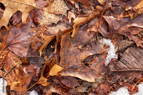 Dead Leaves with Snow on the Forest Floor. Many textures and warm colors in this winter season background.