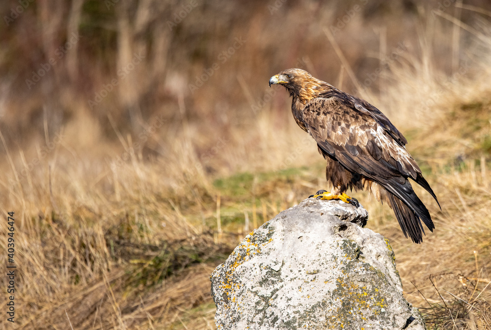 Golden Eagle flying in autumn landscape Golden Eagle flying in autumn landscape
