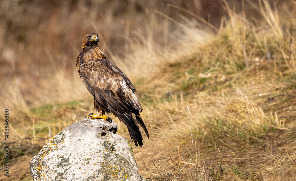 Fototapeta premium Golden Eagle flying in autumn landscape
