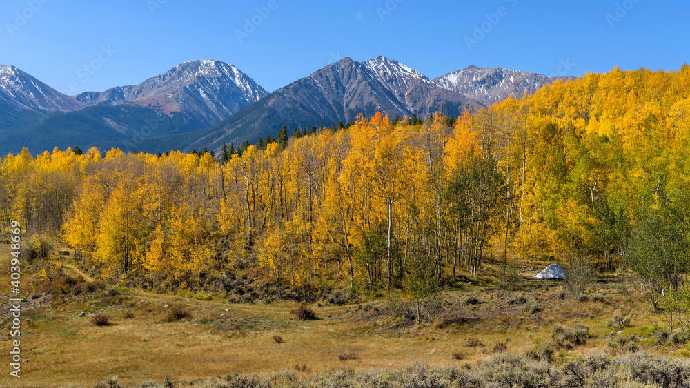 Into The Wild - A panoramic Autumn morning view of a secluded campsite in a dense golden aspen grove at base of high peaks of Sawatch Range. Leadville, Colorado, USA.