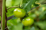 Unripe tomatoes in the tomato plant in focus
