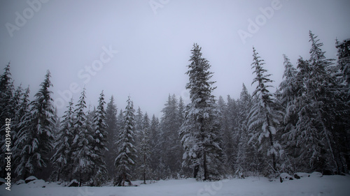 An upward perspective of a snowy scene with clustered wall of pine trees under a pale gray-blue sky © Jacquie Klose