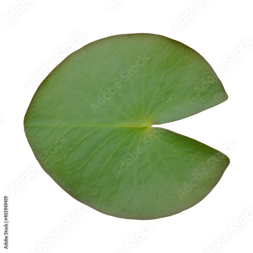 Canvastavla Close-up Of Lily Pad Over White Background
