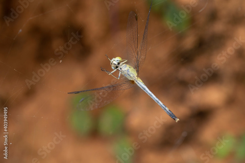 Dragonfly trapped in a spiderweb in focus  © NNPhotos
