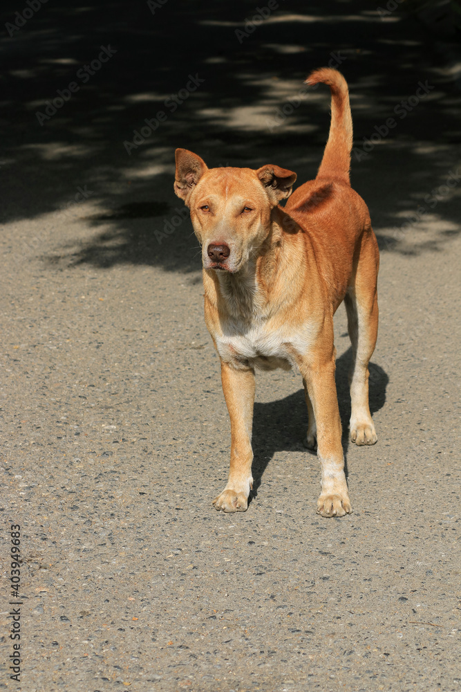 Brown dog, standing staring at the front, on the street, outdoor. Brown dog, standing staring at the front, on the street, outdoor.