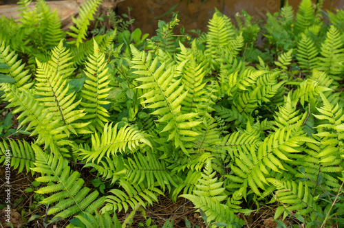 Green healthy beautiful ferns in focus
