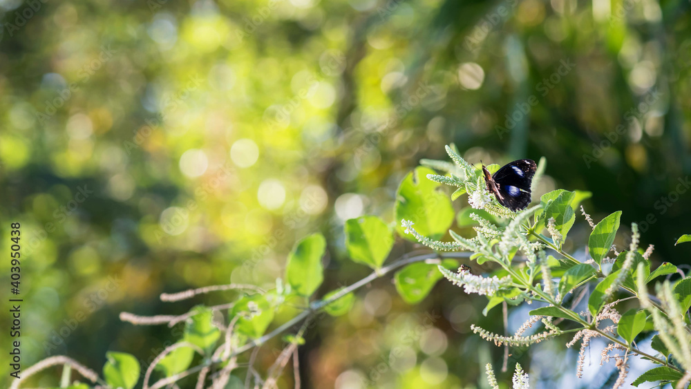 Black Eggfly butterfly on flower branch in park Black Eggfly butterfly on flower branch in park