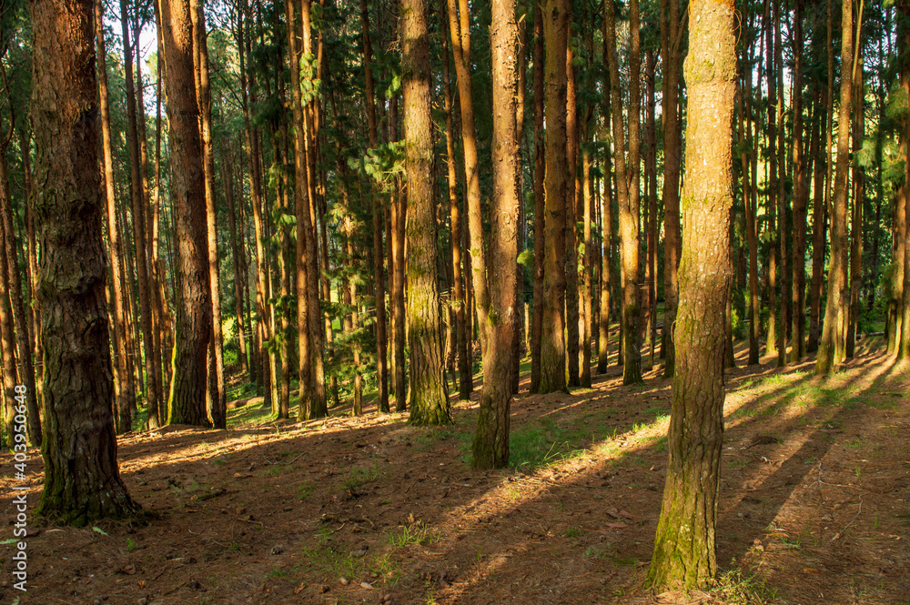 Pine trees are the dominant plants in many cool temperature and boreal forests. It showcases the mesmerizing nature around which has been preserved to date. Pine trees are the dominant plants in many cool temperature and boreal forests. It showcases the mesmerizing nature around which has been preserved to date.