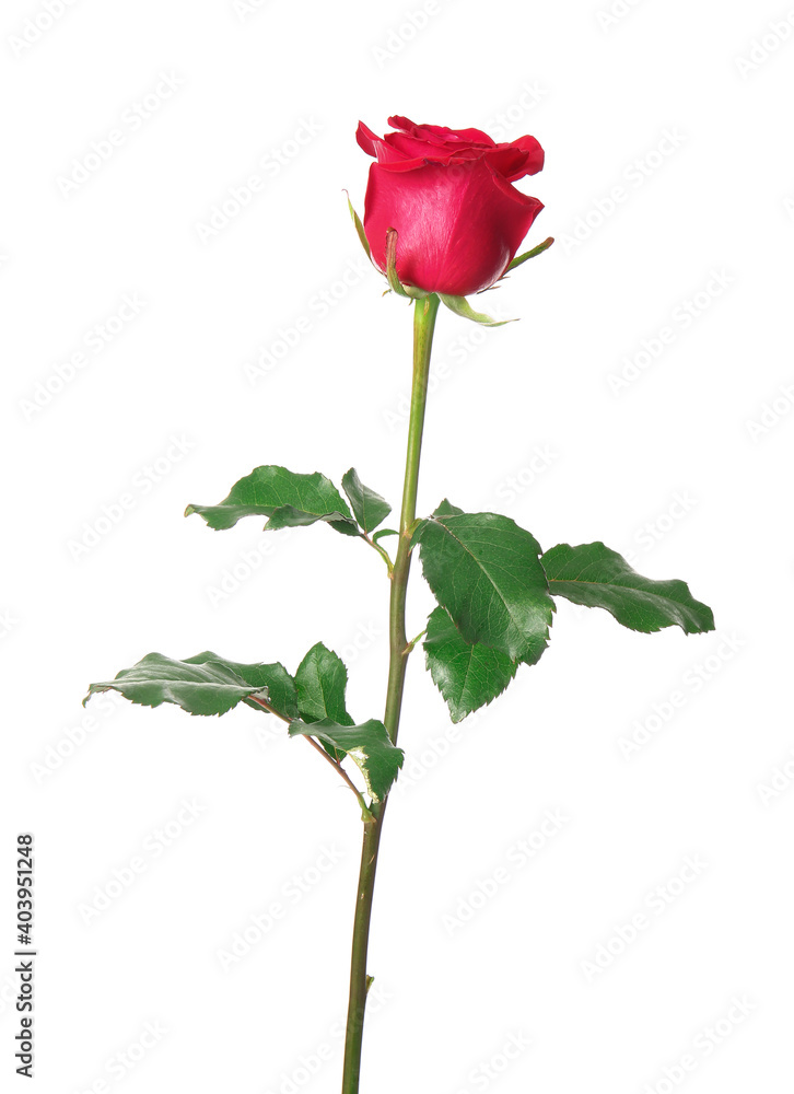 Beautiful red rose on white background Beautiful red rose on white background
