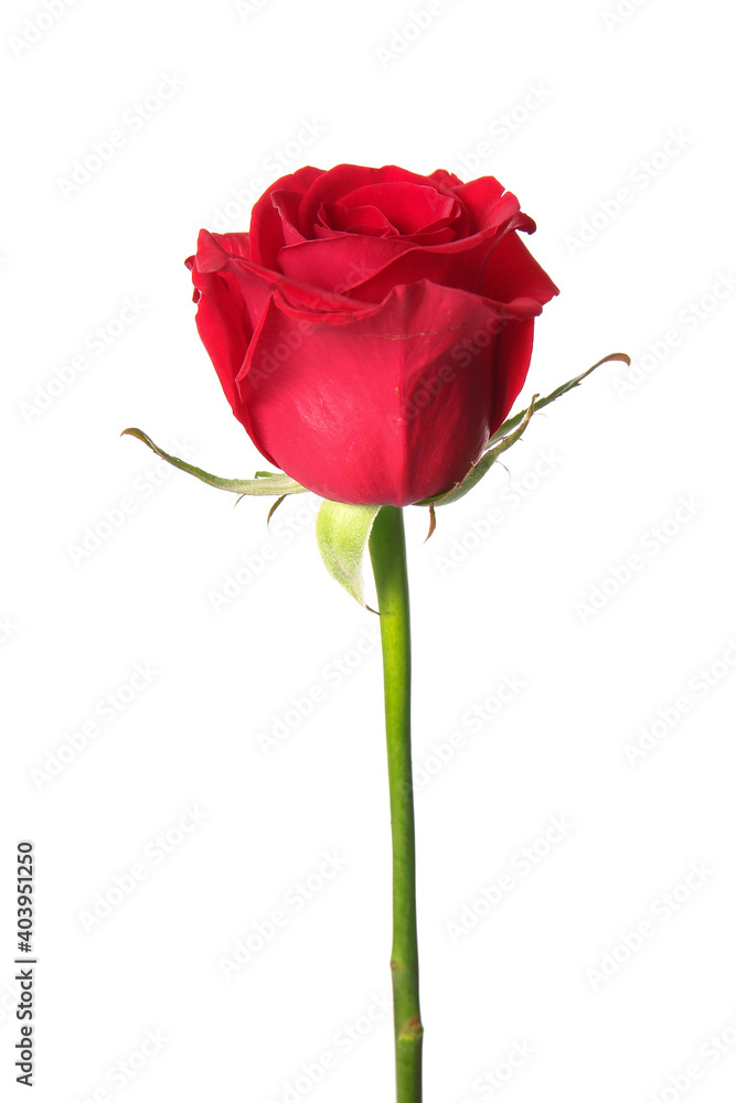 Beautiful red rose on white background Beautiful red rose on white background