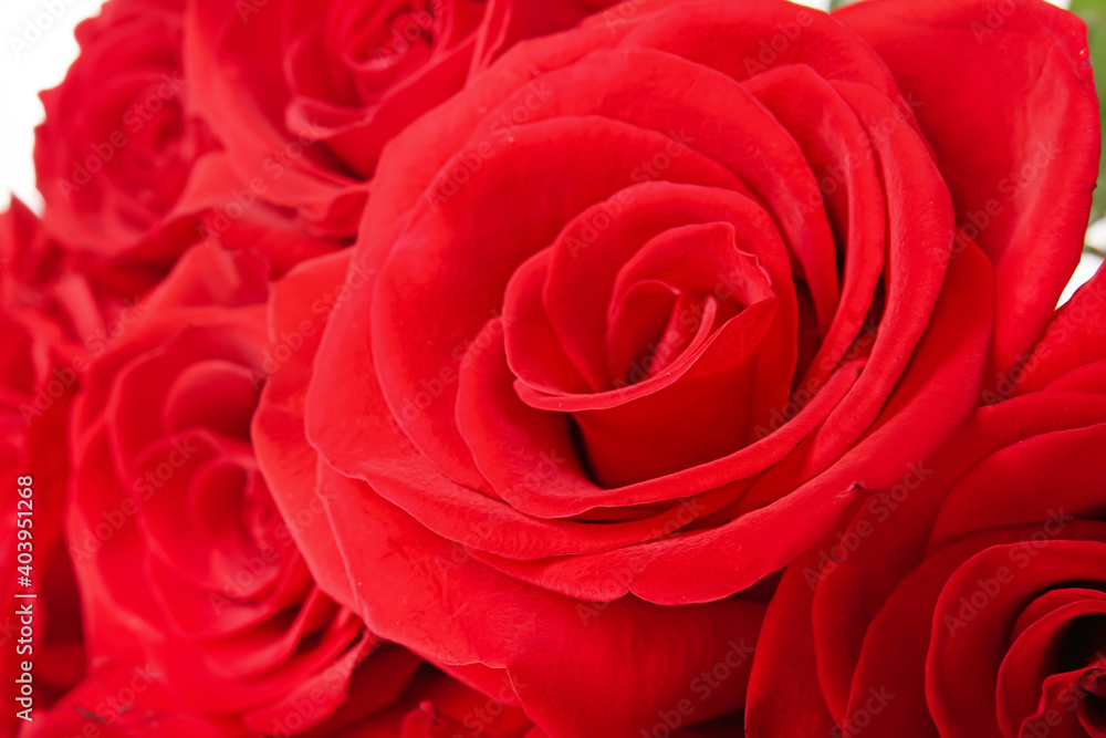 Beautiful red roses as background Beautiful red roses as background