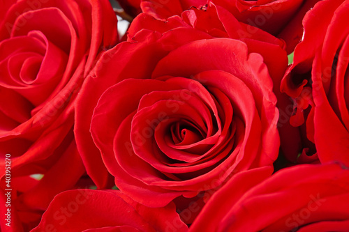 Beautiful red roses as background