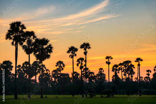 sugar palm tree farm at dusk with twilight sky