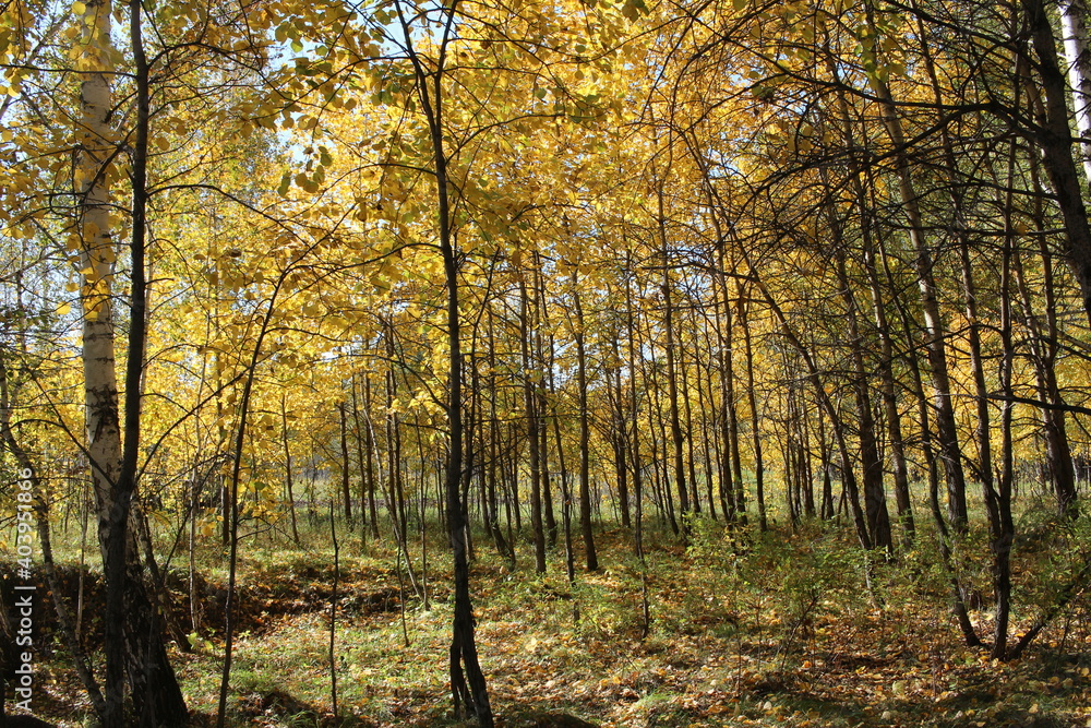 yellow autumn leaves on tree branches in a sunny forest yellow autumn leaves on tree branches in a sunny forest