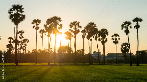 Sunset at paddy rice and sugar palm tree