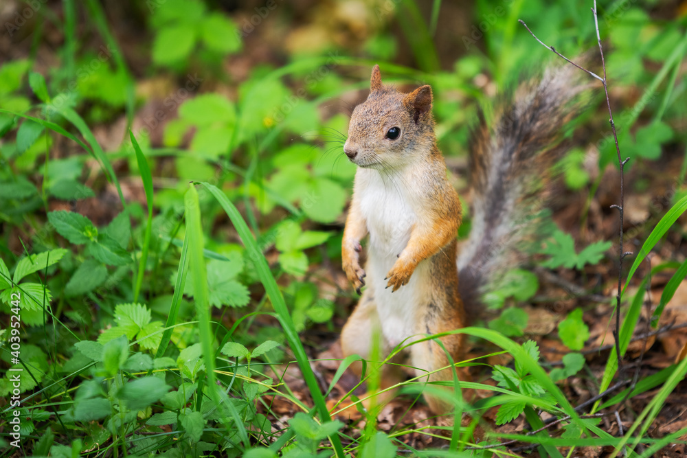 a curious squirrel stands in the grass a curious squirrel stands in the grass
