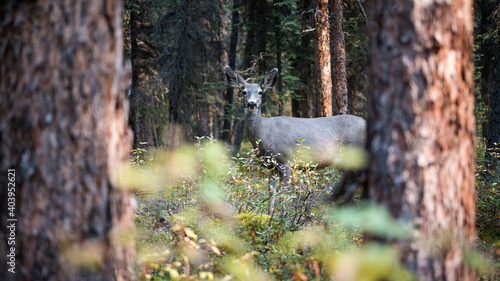 Elk in the forest in jasper national park close to maligne lake