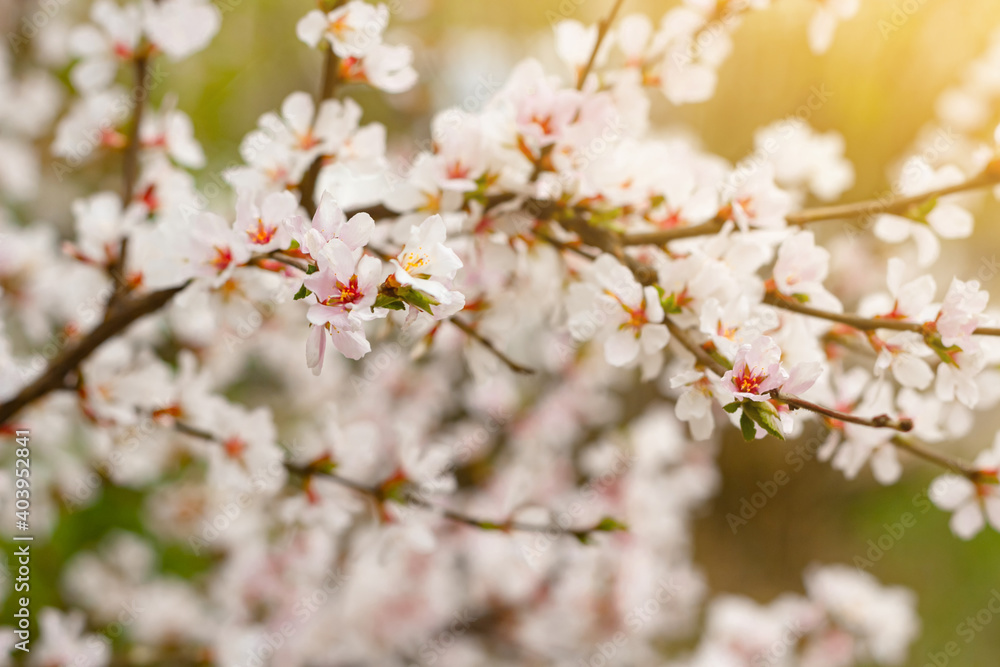 Blooming tender cherry closeup, floral white branch of sakura bush at spring under sunlight Blooming tender cherry closeup, floral white branch of sakura bush at spring under sunlight