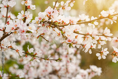 Blooming tender cherry closeup, floral white branch of sakura bush at spring under sunlight