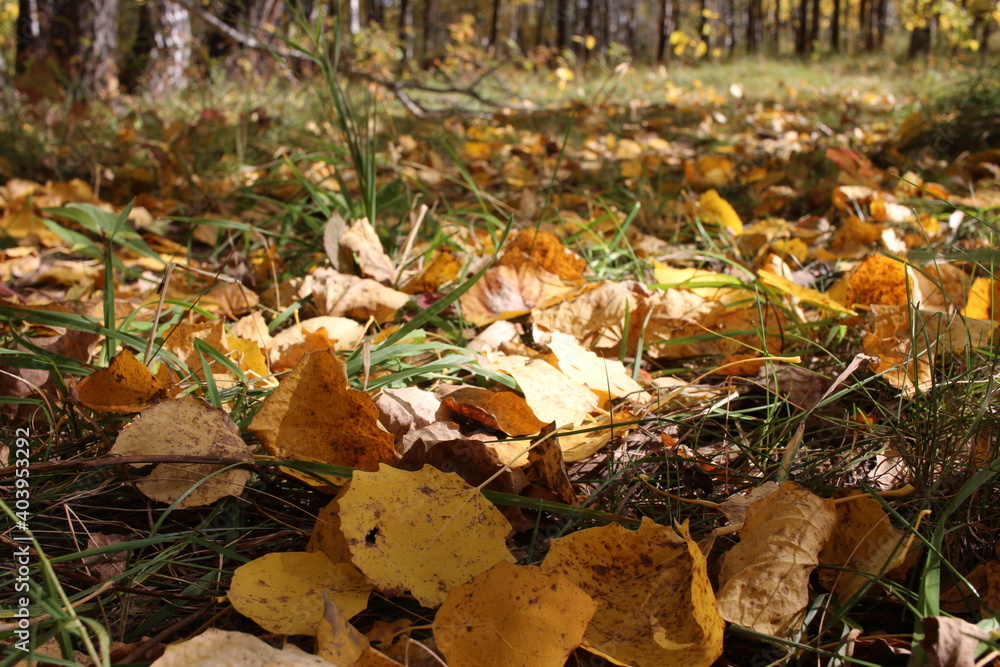 autumn yellow leaves lie in the green grass in autumn in the forest autumn yellow leaves lie in the green grass in autumn in the forest