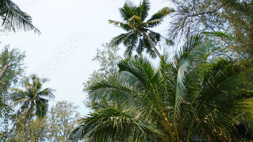 Green palm trees with coconuts on the beach. The tropical island is covered with jungle. Huge tree leaves hang down. It offers views of the beach and the blue sea. The sun s rays and shadow. Thailand