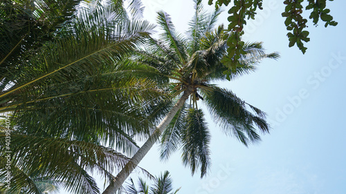 Green palm trees with coconuts on the beach. The tropical island is covered with jungle. Huge tree leaves hang down. It offers views of the beach and the blue sea. The sun s rays and shadow. Thailand