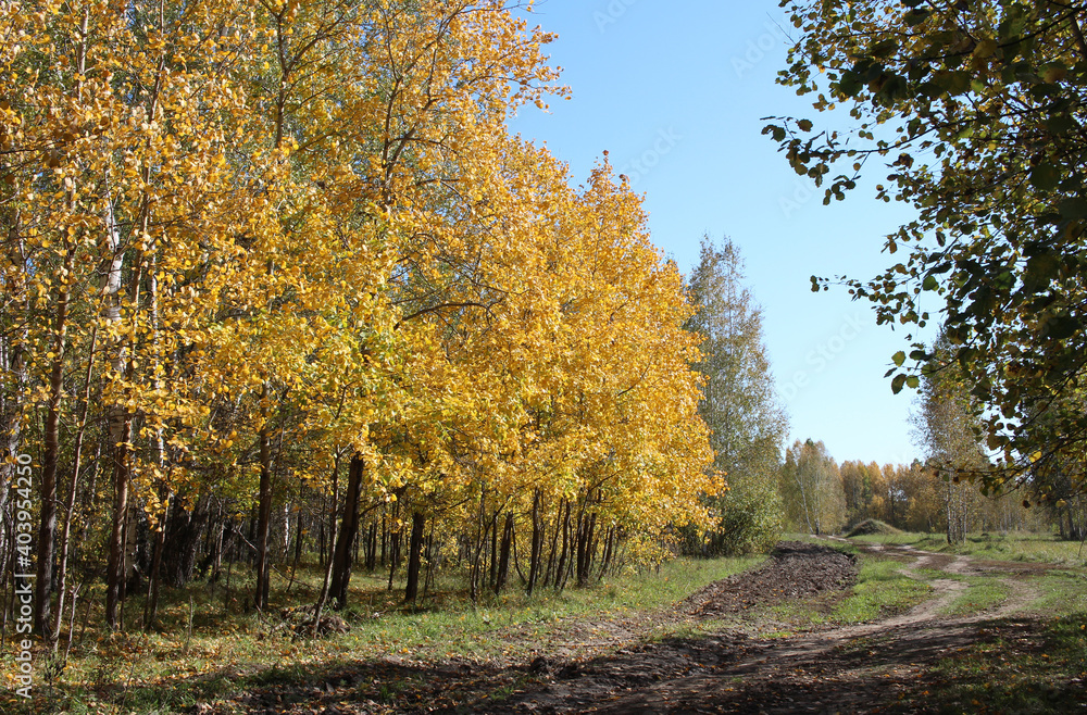 Fototapeta premium yellow autumn leaves on tree branches in a sunny forest