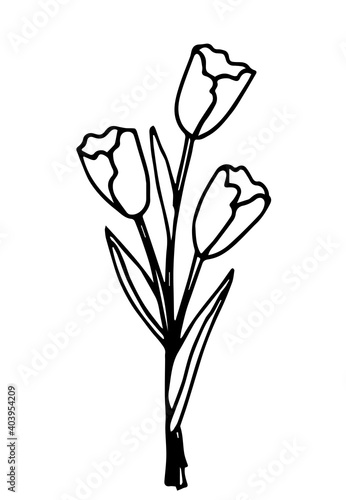 Hand-drawn simple vector illustration. Spring flowers  tulip bouquet isolated on white background. For postcard prints  March 8  Mother s Day  Easter.
