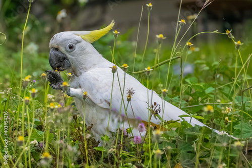 Sulphur crested cockatoo grasing in a meadow in airlie beach, australia
