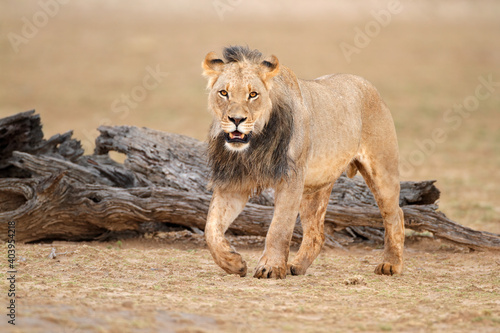 Male African lion (Panthera leo), Kalahari desert, South Africa.